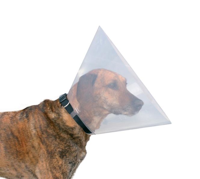 Hovedbilde Hundekrage