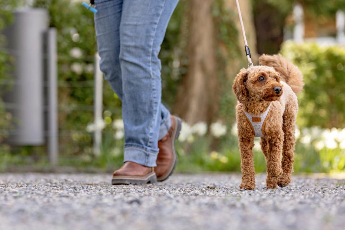 Curli Vest Clasp Alpine Hundesele | Bærekraftig Premium