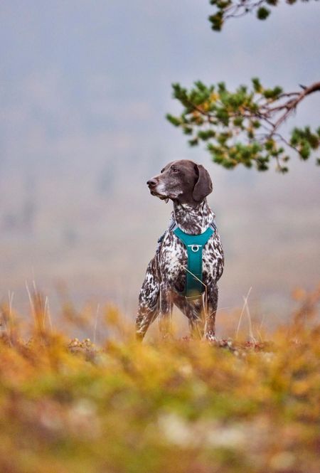 Hovedbilde HURTTA Rover Hundesele Turkis ( S )