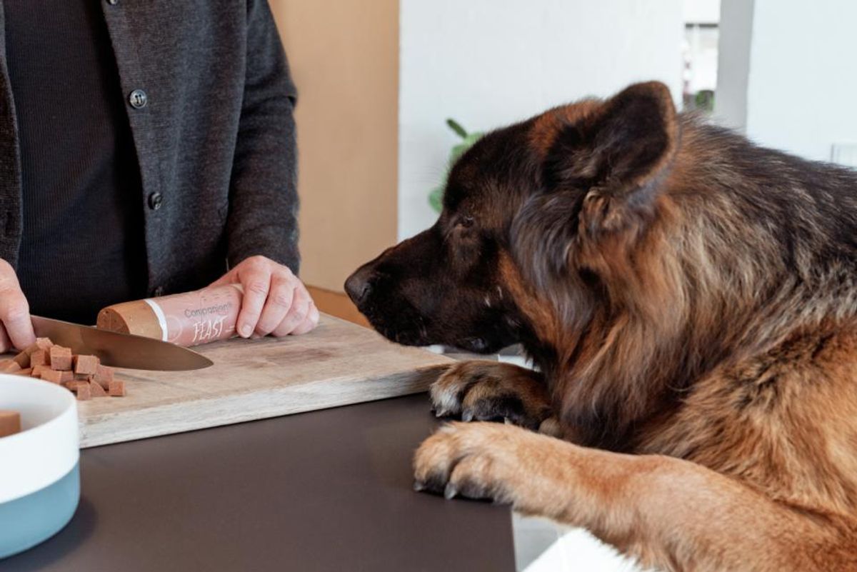 Companion+ FEAST Lam 350g | Saftig Hundefôrpølse