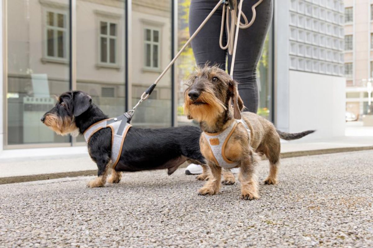 Curli Vest Clasp Alpine Hundesele | Bærekraftig Premium