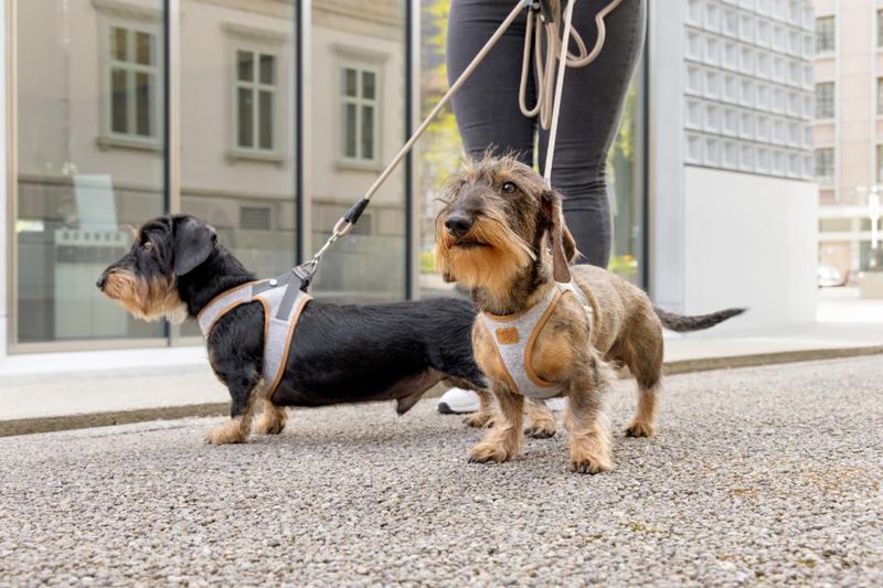 Curli Vest Clasp Alpine Hundesele | Bærekraftig Premium