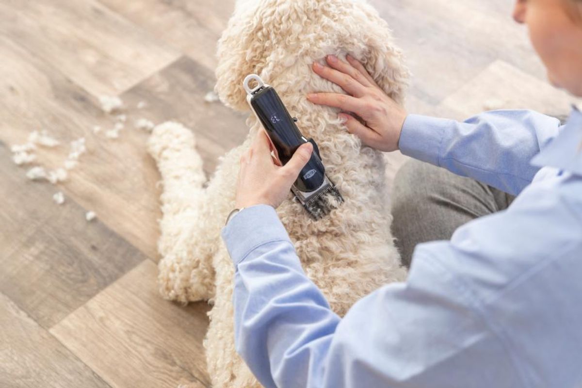Trixie TR1200 Klippemaskin | Trådløs Klipper til Hund