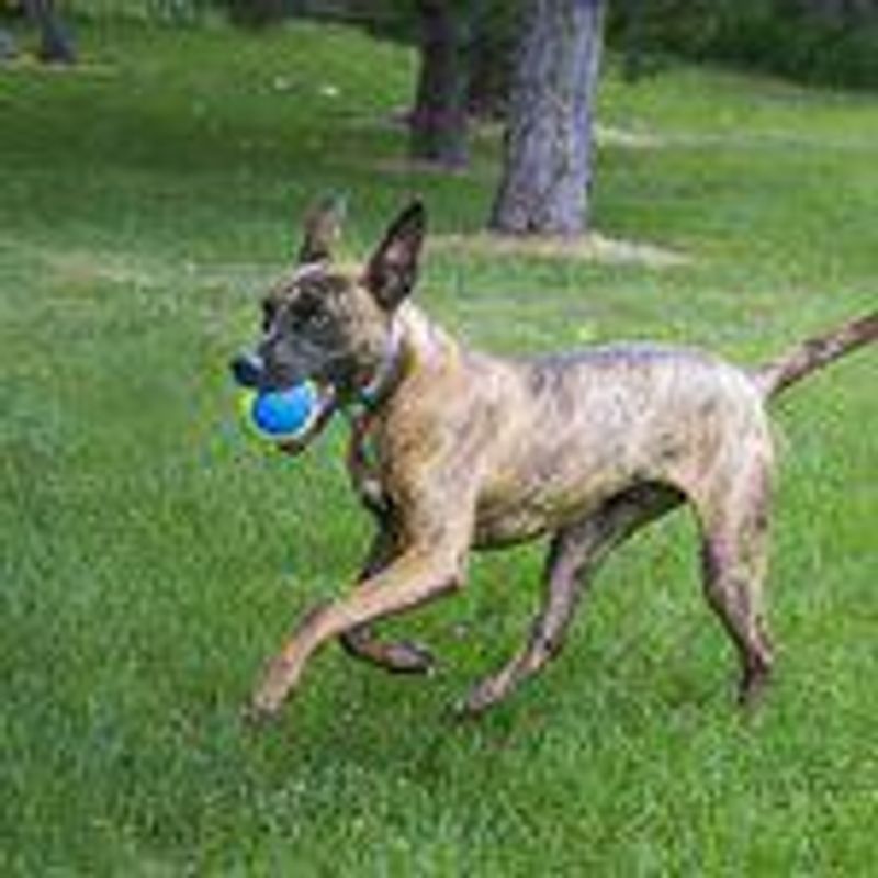 KONG AIRDOG SQUEAKER ULTRA 2PACK L Ø8CM