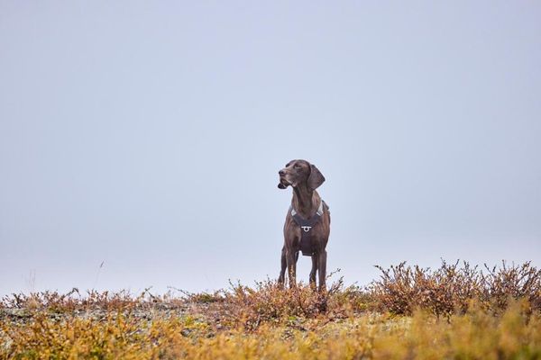 Hovedbilde HURTTA Rover Hundesele - M: 55-70 cm