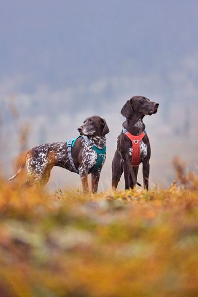 Hovedbilde HURTTA Rover Hundesele - S: 45-60 cm