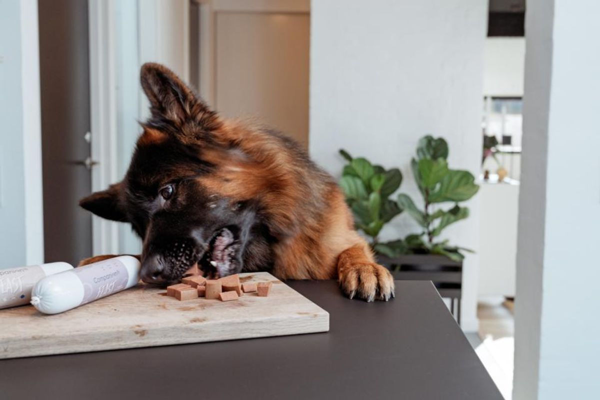 Companion+ FEAST Duck 350g | Saftig Hundefôrpølse