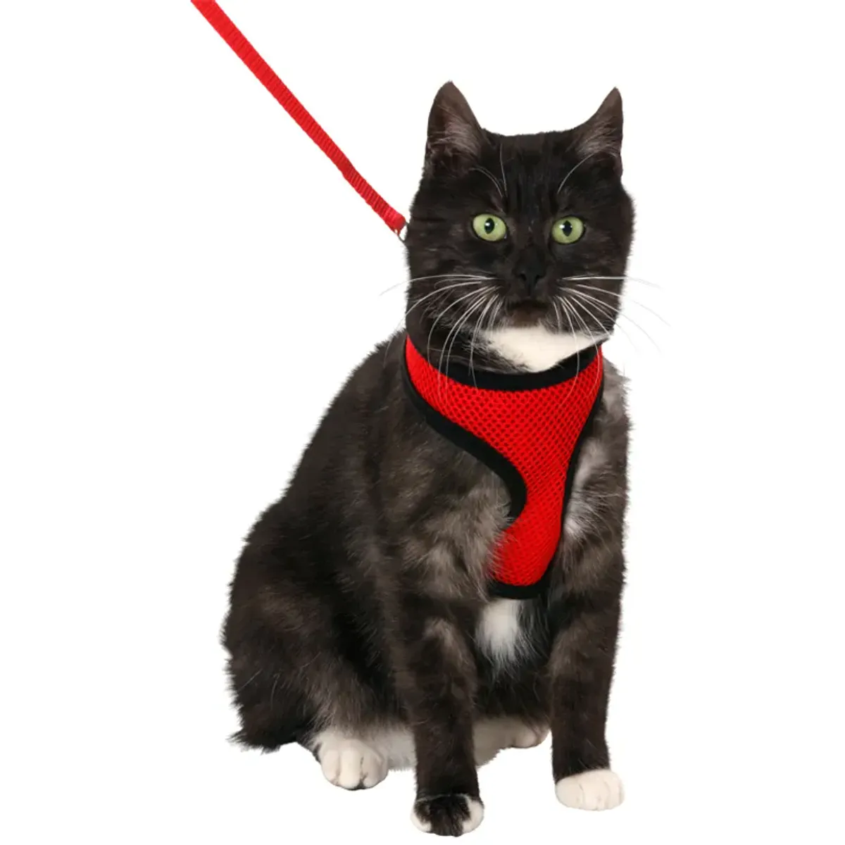 KATTESELE av Nett m. Line, Medium