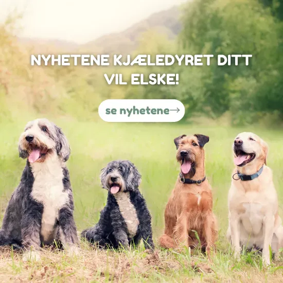 Nyheter dyrenes butikk