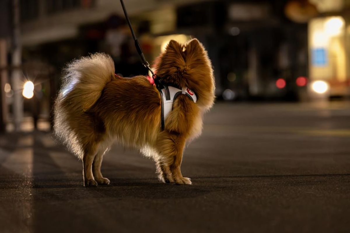 Curli Vest Clasp Glow Hundesele | Høytytende Helrefleks