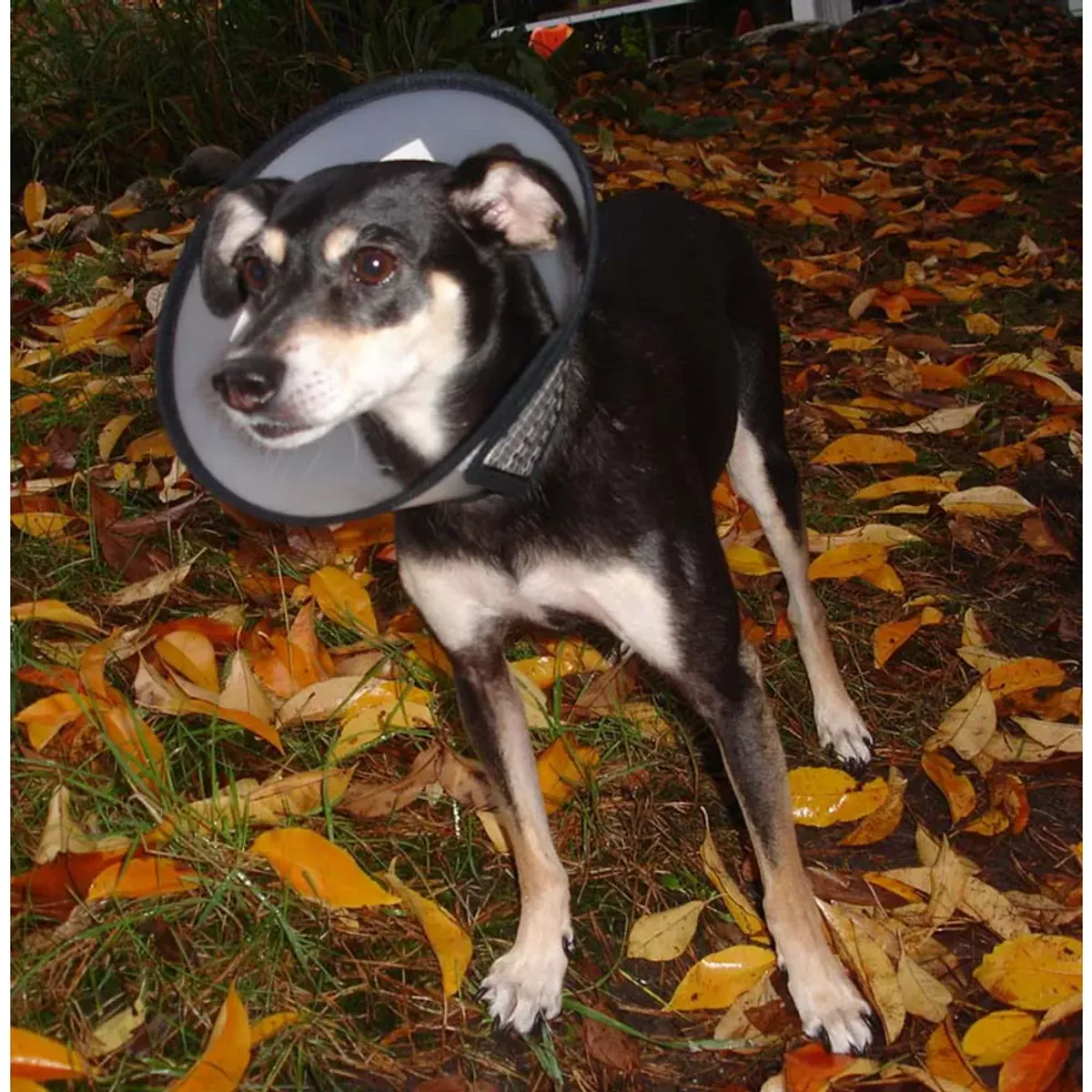 Beskyttelse Krage Med Plysjkant og Borrelås ( XXS )